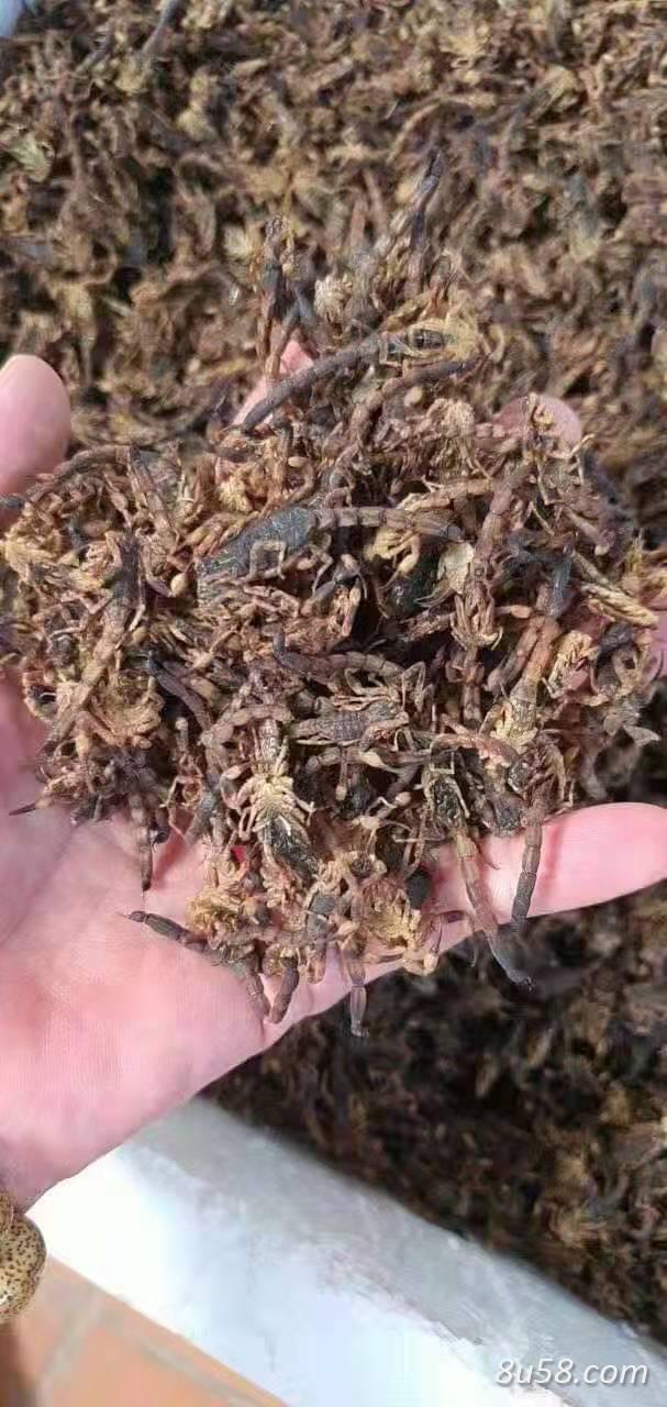 清水九五成干蝎子