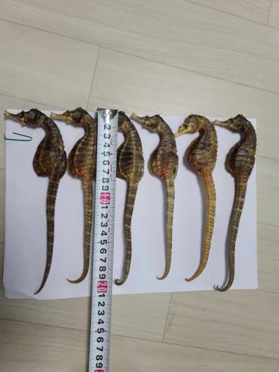 可大量供应海马