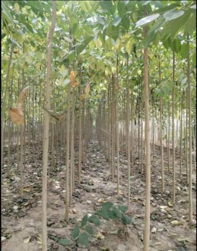 大量出售3公分杜仲树