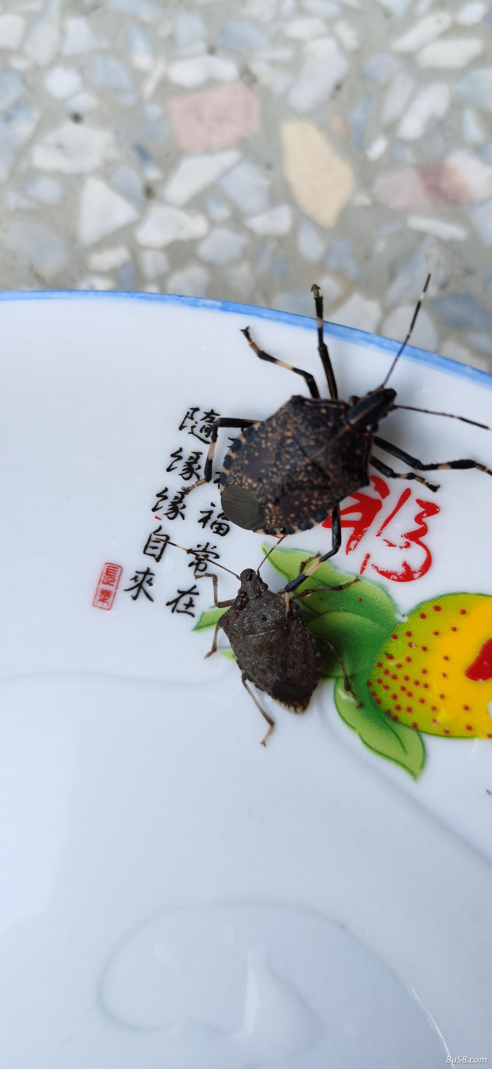 九香虫供应