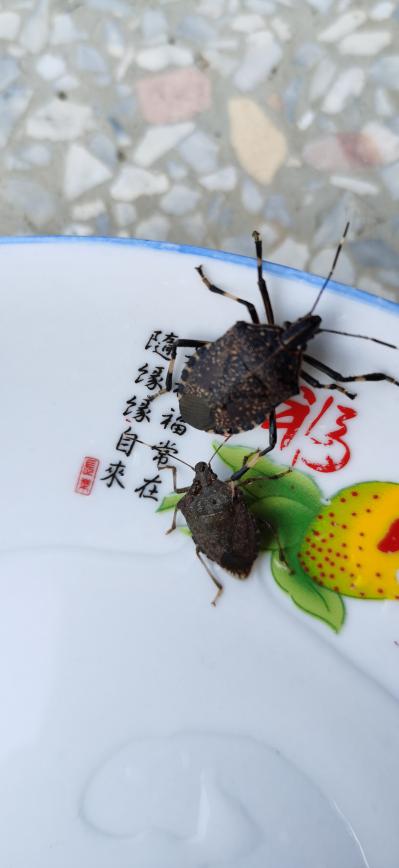 九香虫供应