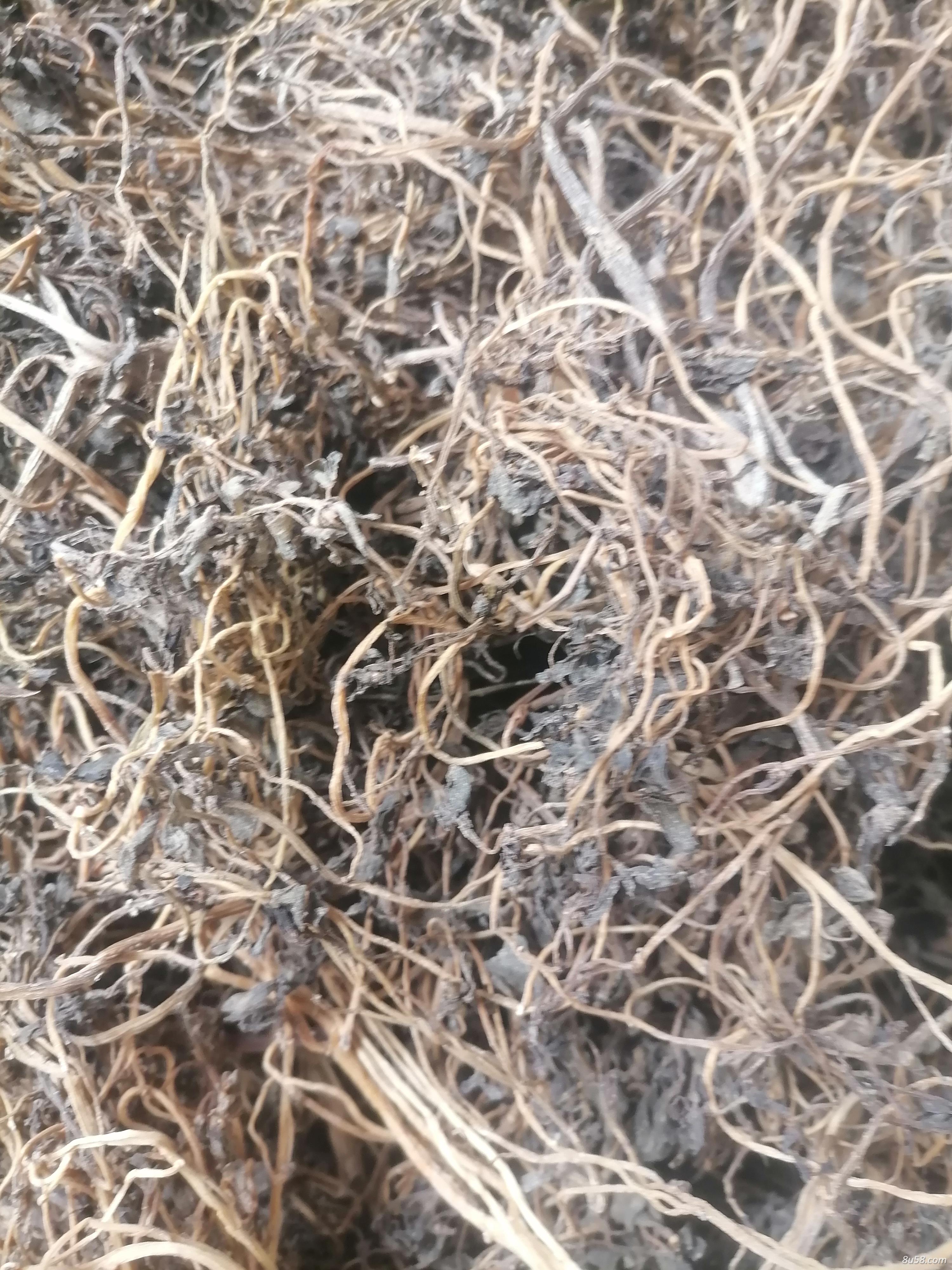 马齿苋水煮货3吨