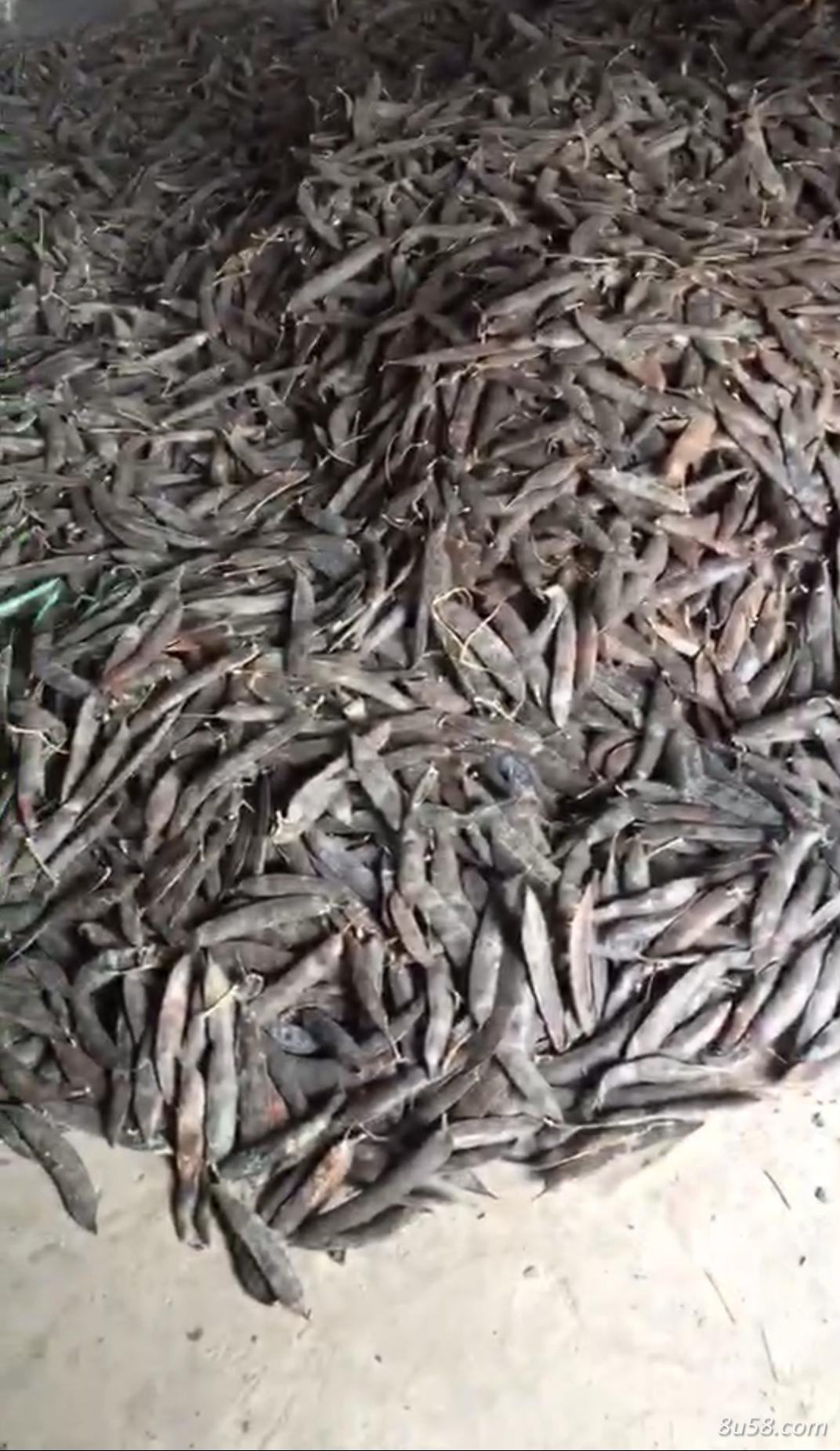 皂角