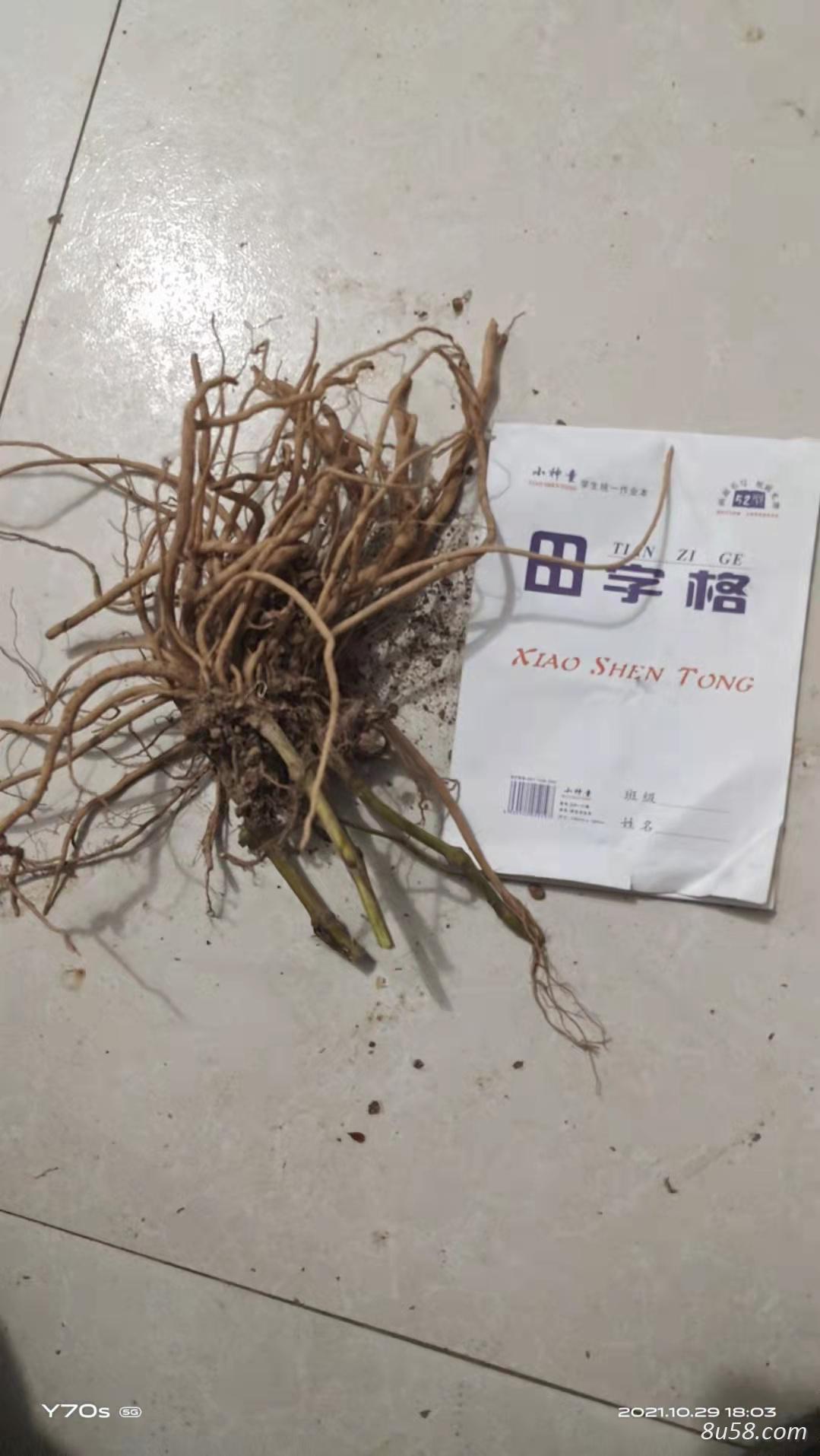 新鲜土牛膝  大量出售  量小勿扰