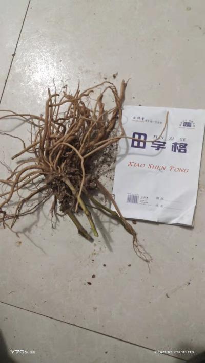 新鲜土牛膝  大量出售  量小勿扰