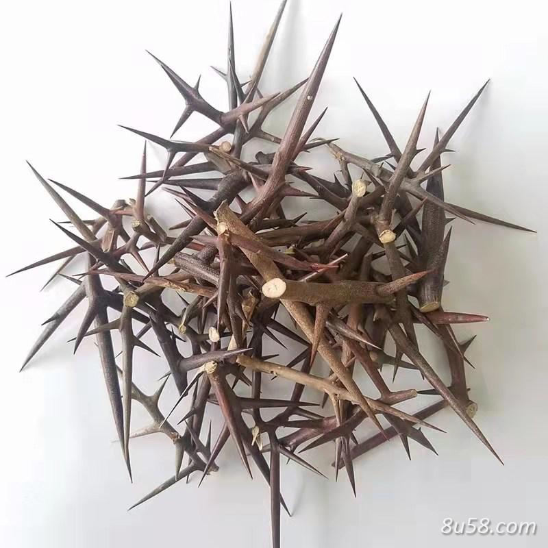 大量低价出售野生皂角刺