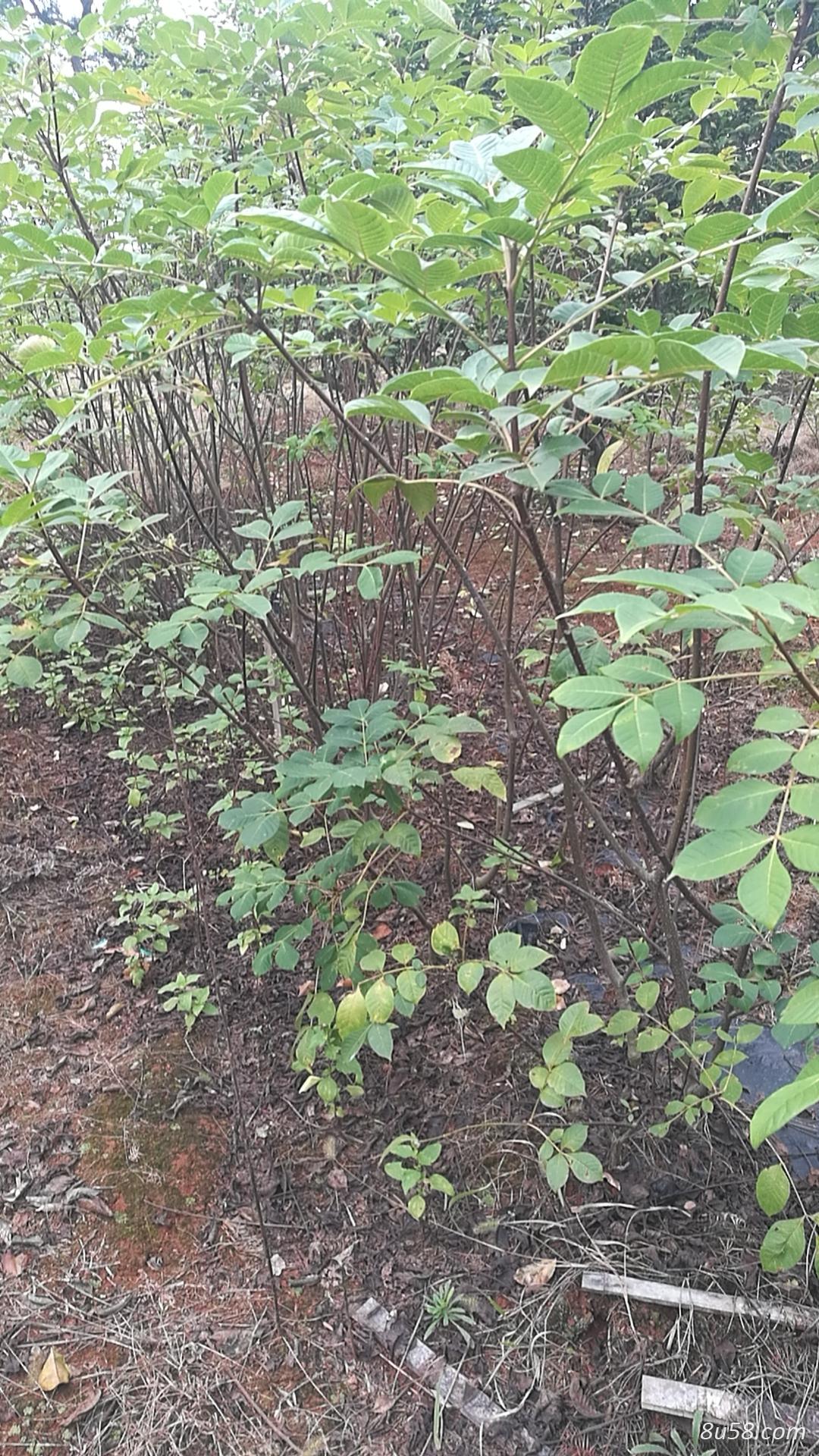 江西樟树原产地中花吴茱萸插扦苗!一年,两年苗低价供应!全程种植技术免费支持 江西樟树原产地中花吴茱萸插扦苗!一年,两年苗低价供应!全程种植技术免费支持