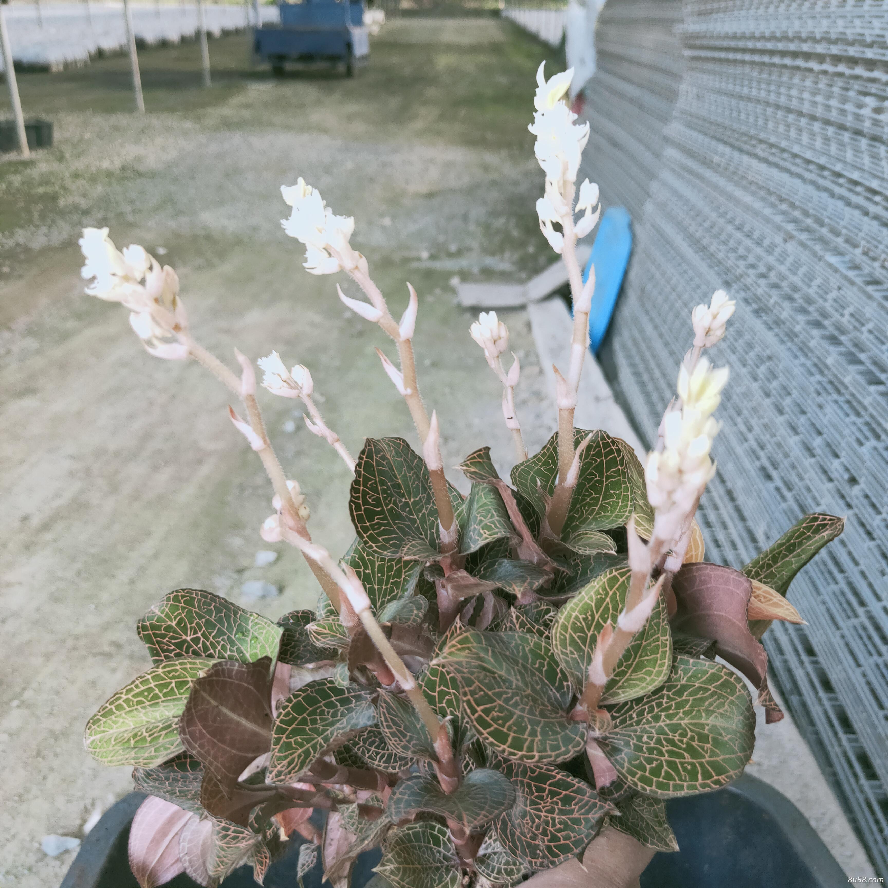 开花的金线莲
