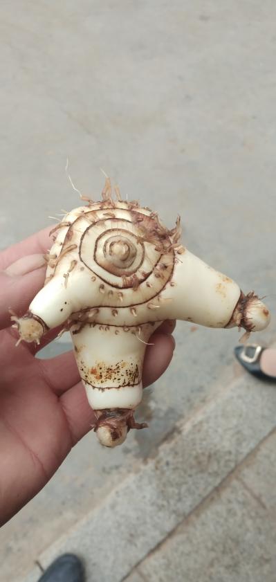 销售白芨