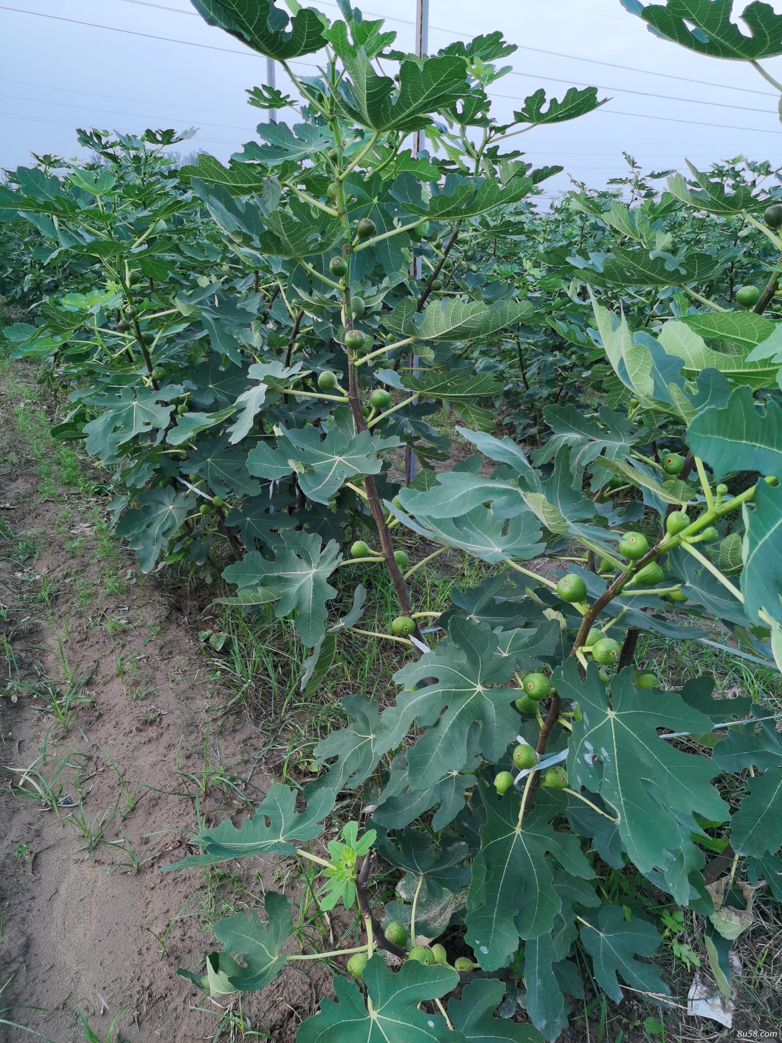 专业种植无花果，出售无花果鲜果，无花果苗
