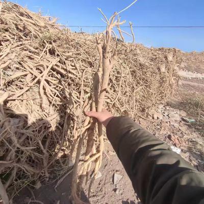 需要黄芪精品鲜货的朋友联系吧，因新冠疫情影响，（供应/出售/卖）黄芪鲜条己晾晒有7八成干