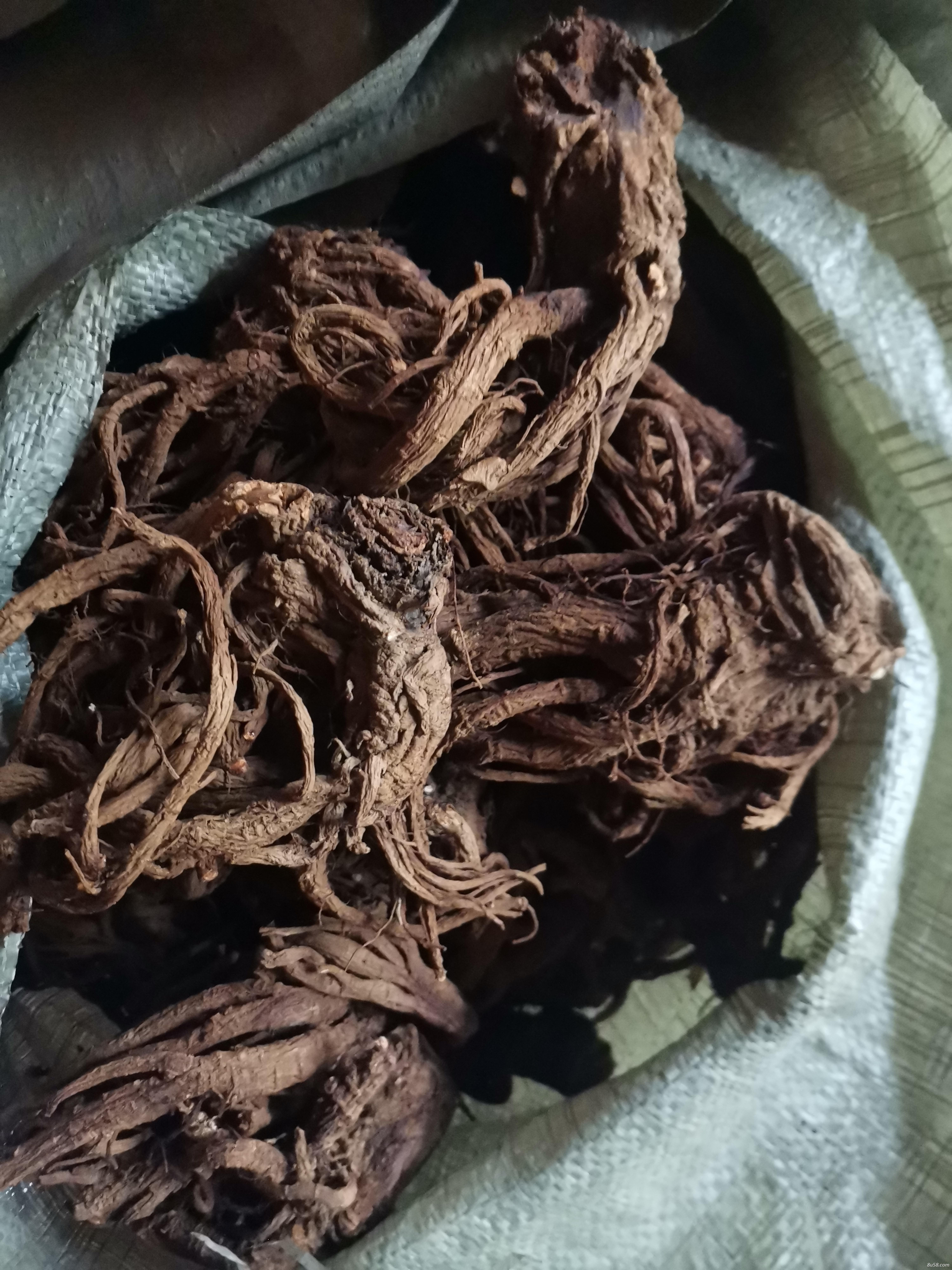 鄂西高含量肉独活