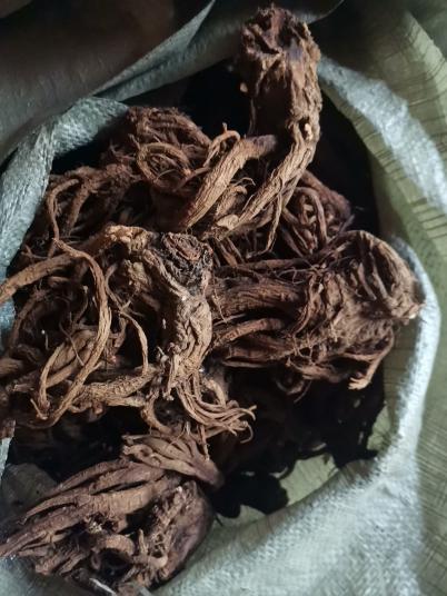 鄂西高含量肉独活