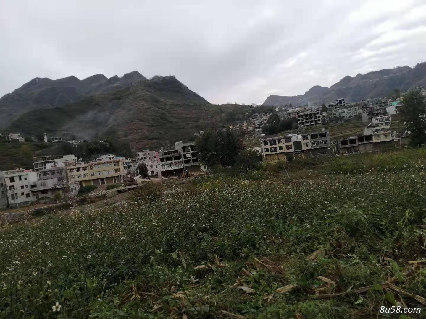 供应商：鬼针草