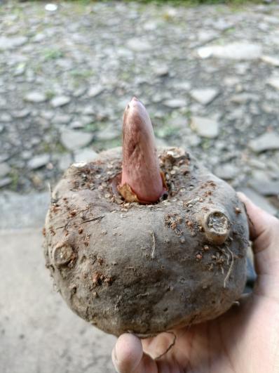 花魔芋供应