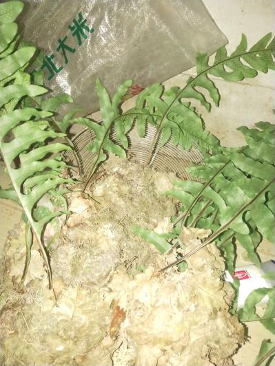 大量供应骨碎补