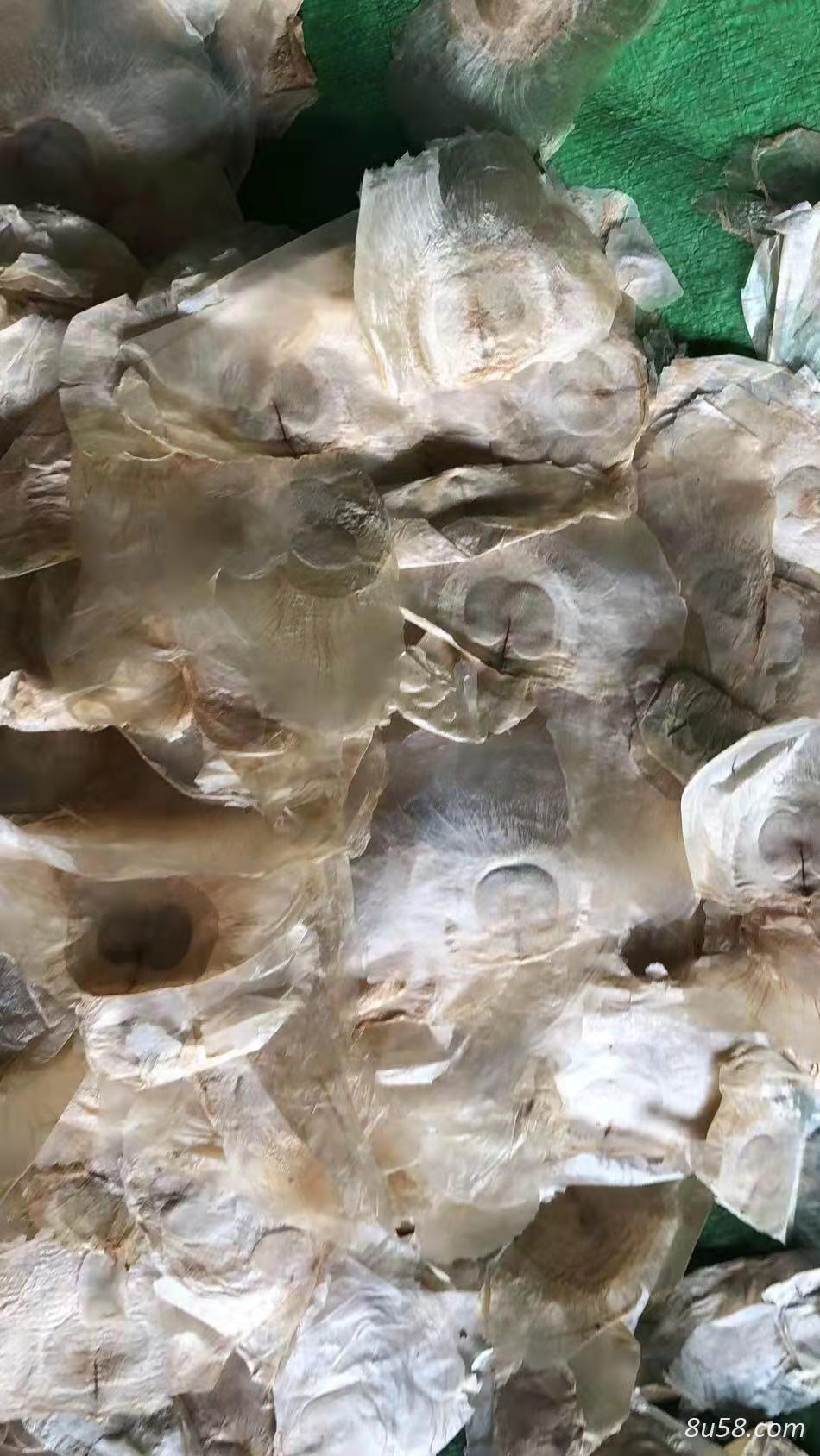 缅甸木蝴蝶