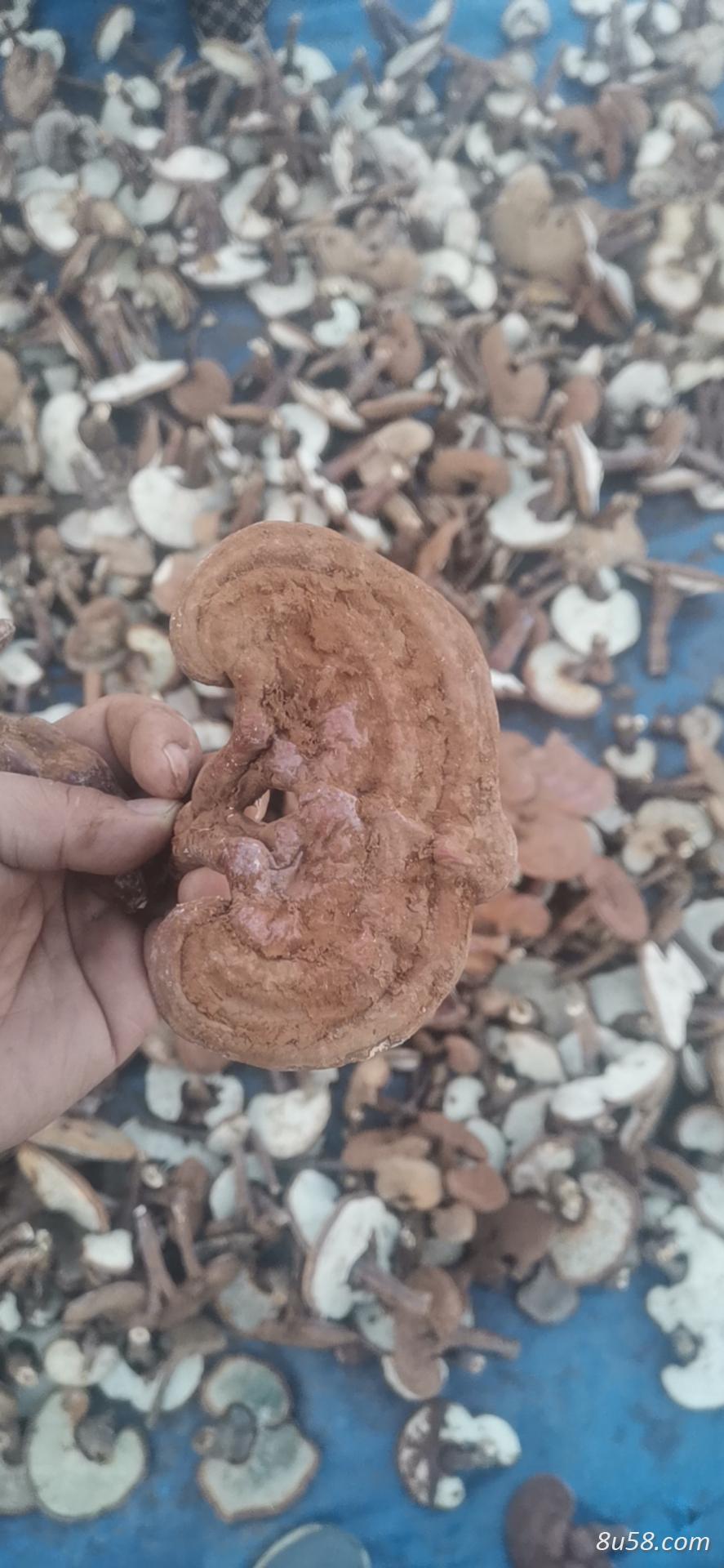 长白山赤灵芝