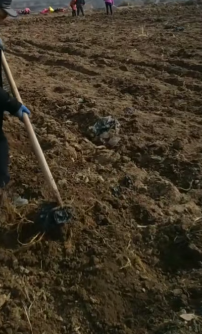 头独活大量出售
