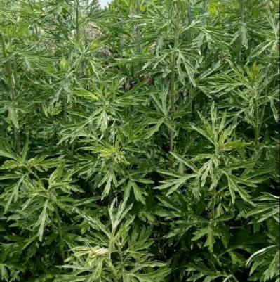只做山东纯野生的小叶艾草干品欢迎采购