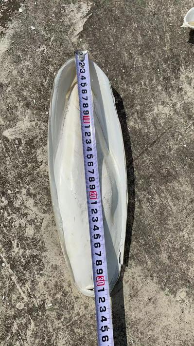 精选海螵蛸