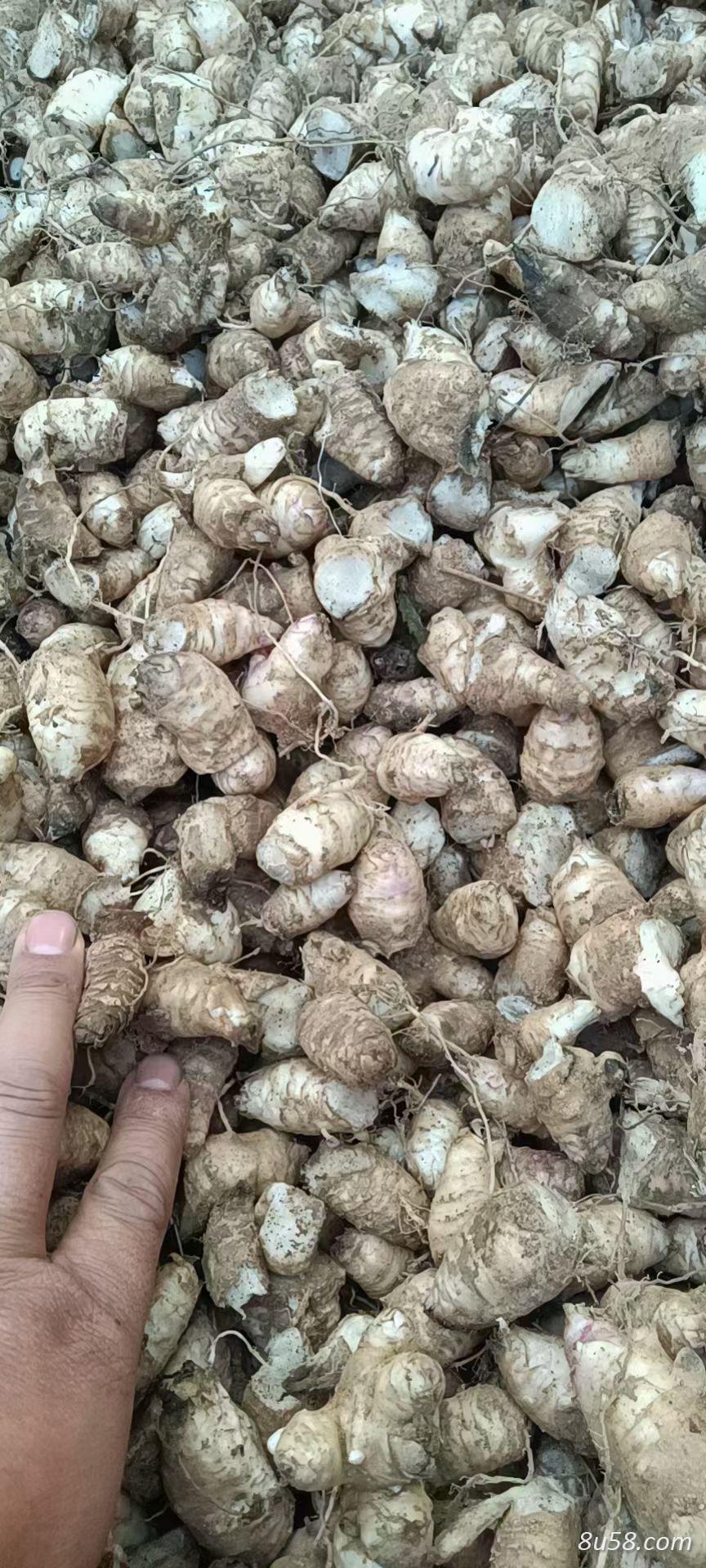 玄参芽头