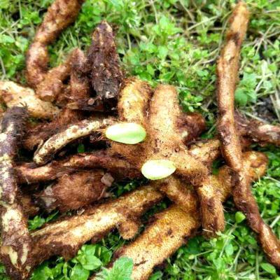 云南深山新鲜野生骨碎补