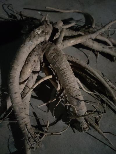 50吨鲜货 独活 自产供货
