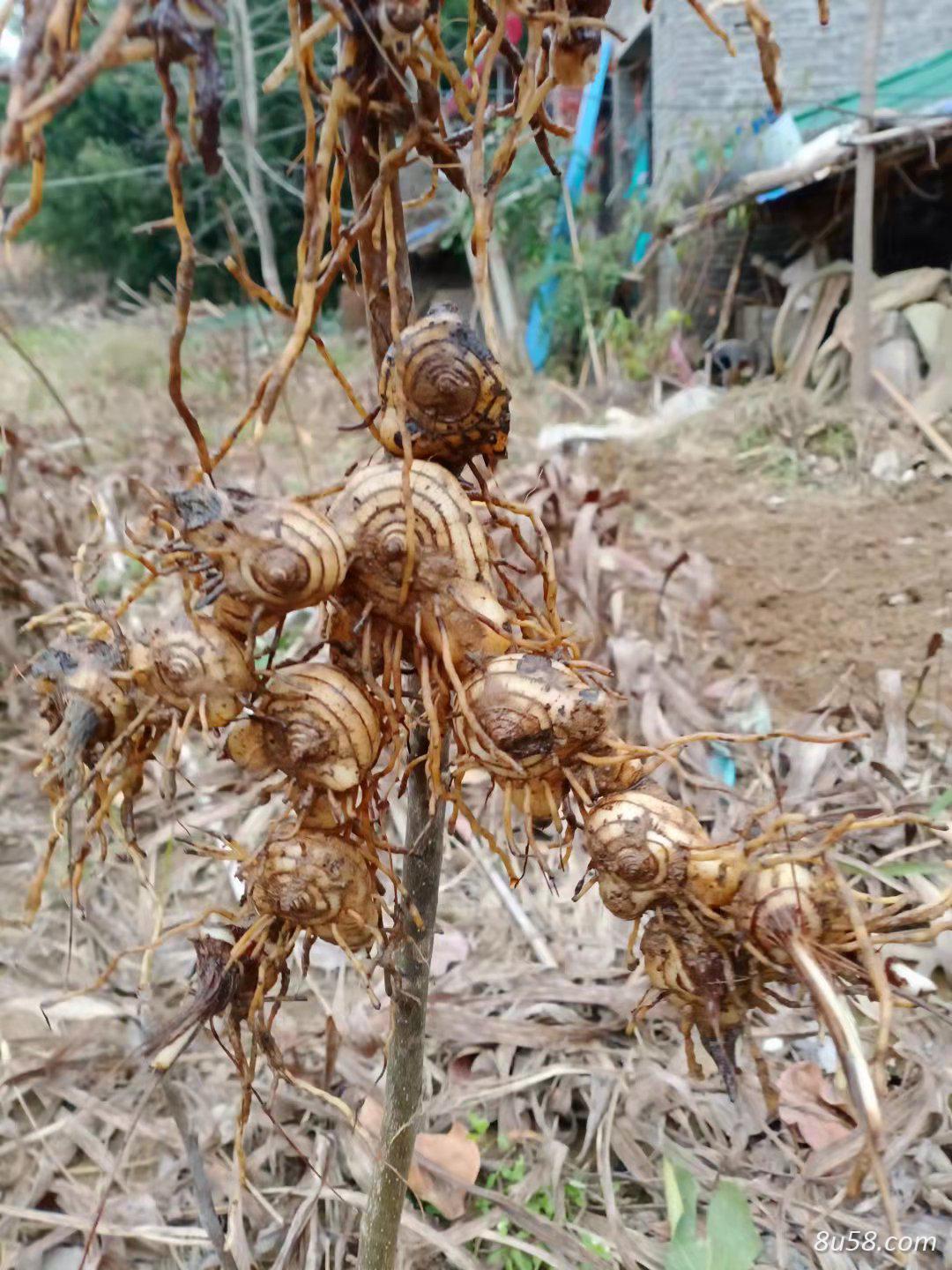 白芨自家种7年生名贵药材止血药外用美容养颜中药怀药 白芨自家种7年生名贵药材止血药外用美容养颜中药怀药