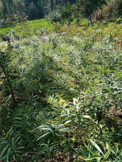 恩施黄精