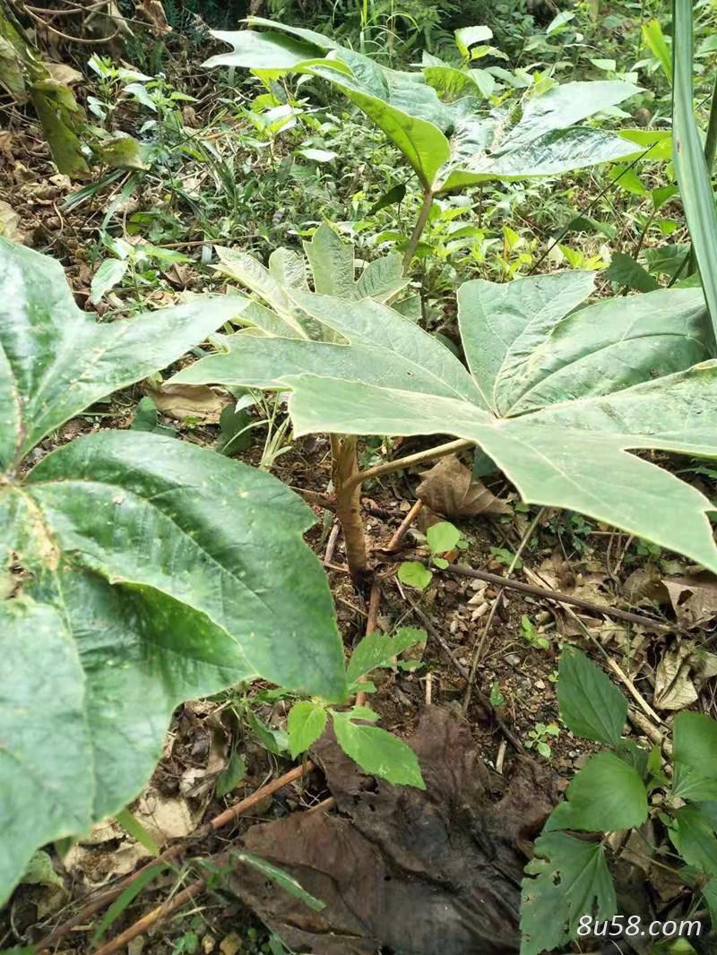 大通草