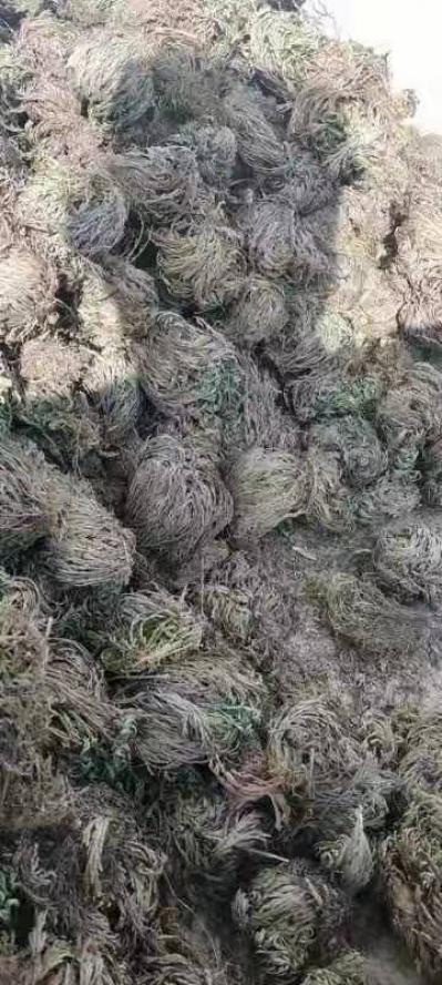 大量出售还魂草