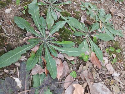 安徽芜湖蒲公英