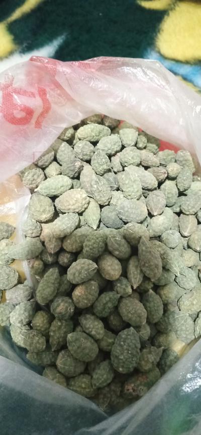 寻野西瓜收购商，新疆吐鲁番原生态纯野生，手工采摘