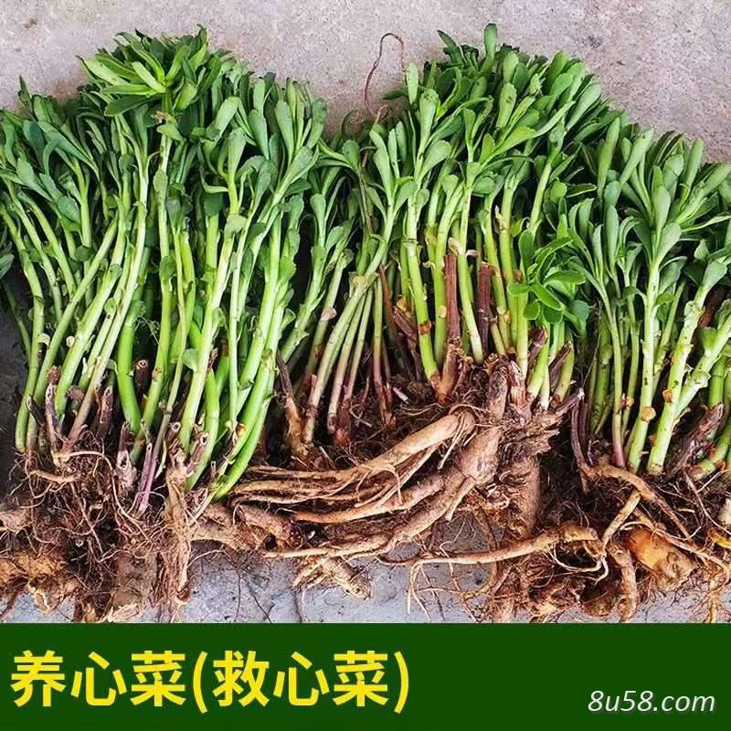 养心菜大量优惠处理，问价成交