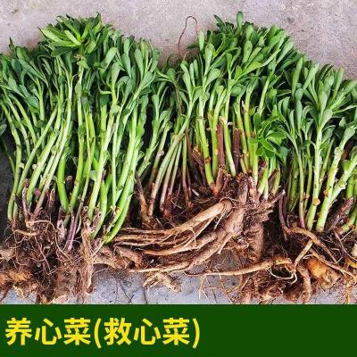 养心菜大量优惠处理，问价成交