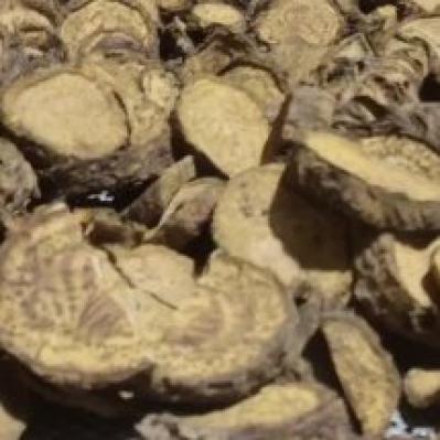 出售马蹄大黄  鲜大黄  种苗