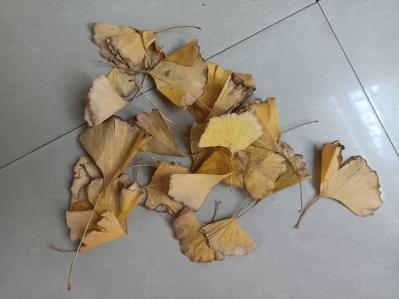 深秋初冬自动掉落黄色银杏树叶