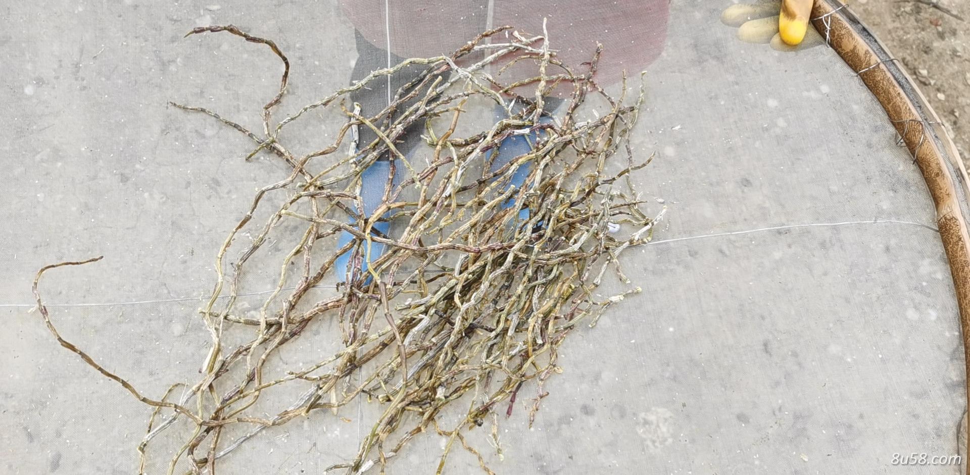 铁皮石斛鲜条统货