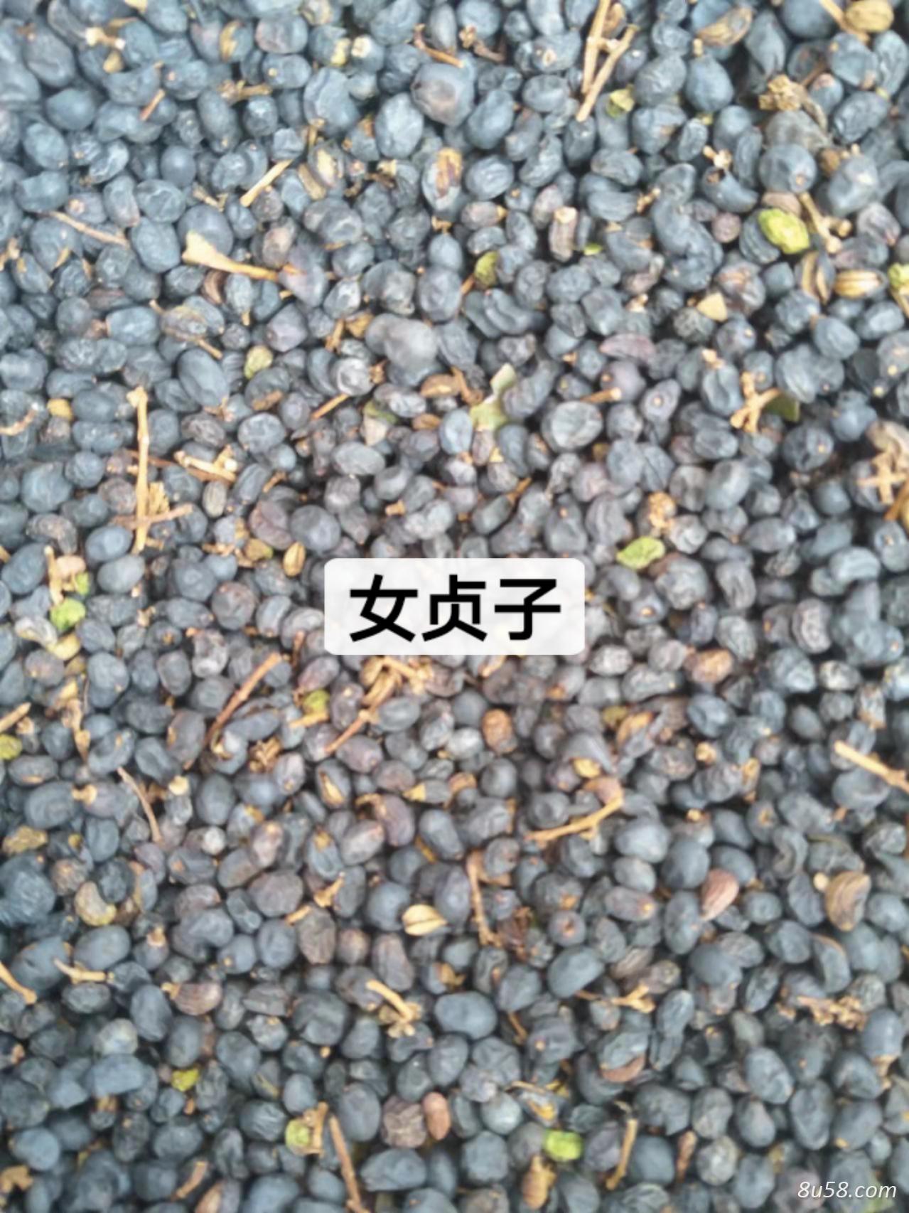 优质女贞子