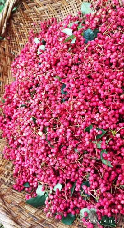 陇南特技花椒