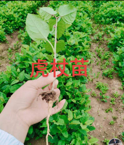 虎杖苗