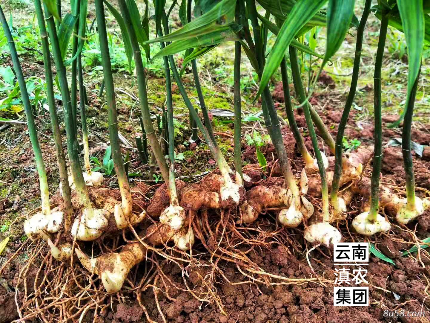 多花不倒苗黄精种苗 黄精种苗多少一株