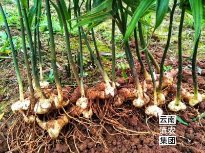 多花不倒苗黄精种苗 黄精种苗多少一株
