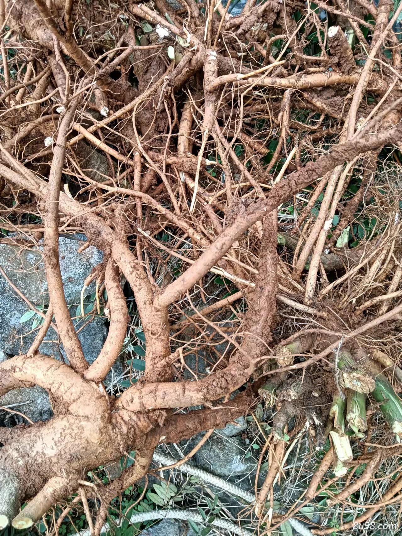 鲜山豆根 鲜山豆根