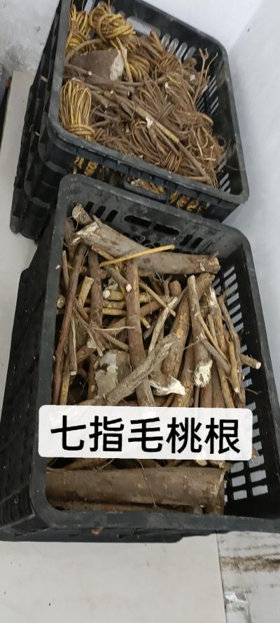 野生七指毛桃根，煲汤，泡泡极品