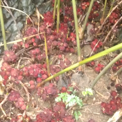出售干/湿的阳舂砂仁