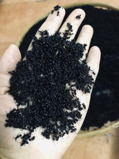黑蚂蚁，新货，广东黑蚂蚁，精选货，无杂质。干度好，漂亮