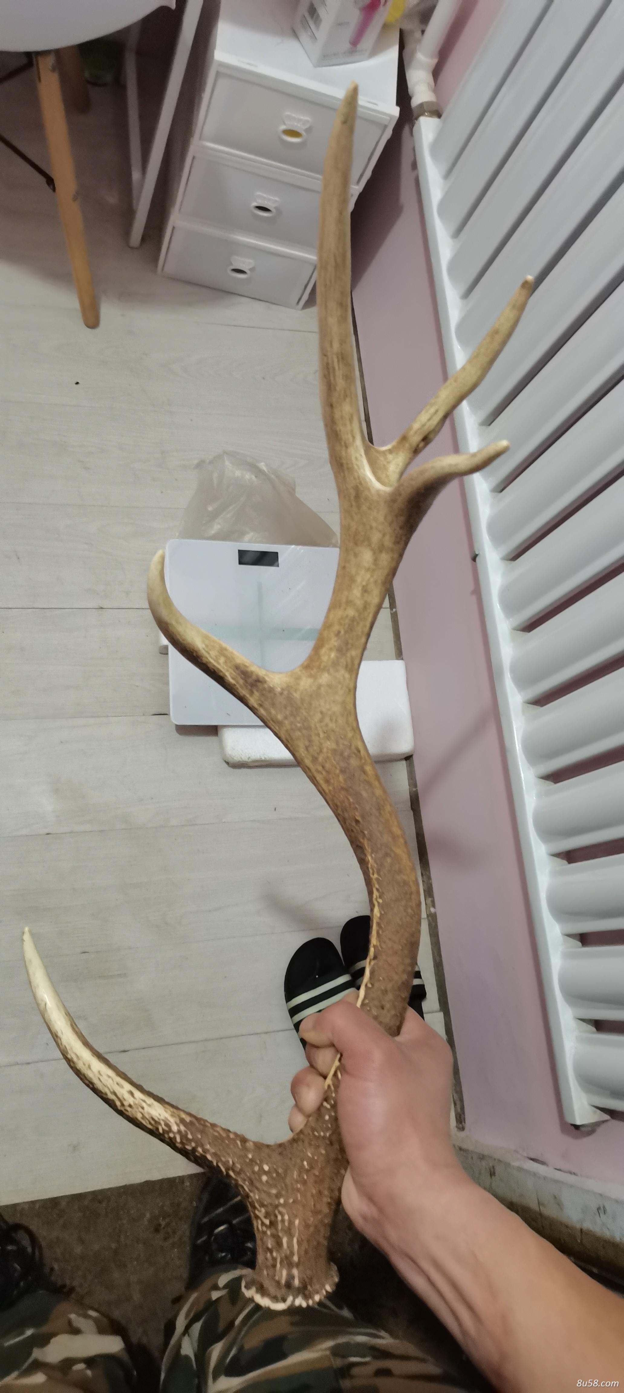 鹿角一只自然脱落