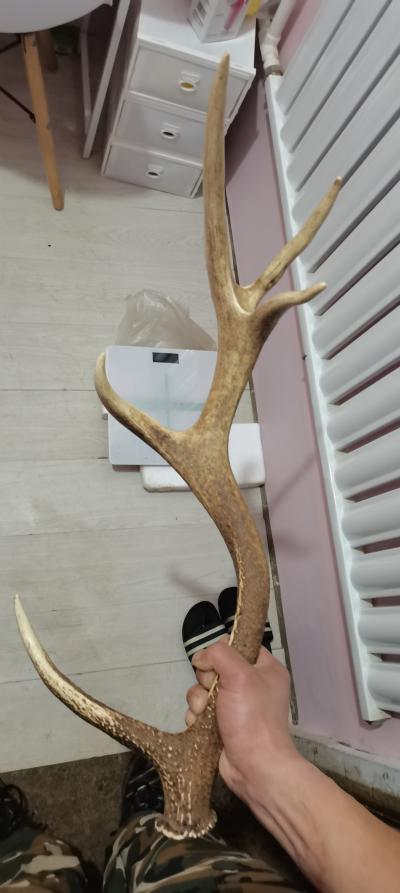 鹿角一只自然脱落